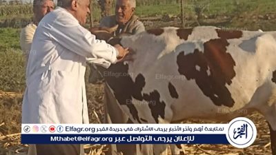 محافظ المنيا: تحصين 167 ألف رأس ماشية ضمن الحملة القومية ضد حمى الوادي المتصدع والحمى القلاعية