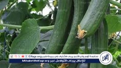 طريقة تخليل الخيار المخلل.. سر القرمشة والطعم المميز في البيت