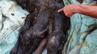  «صدمة في الفشن.. ولادة عجل برأسين في قرية تلت تشعل مواقع التواصل وتُدهش الأهالي في بني سويف !»