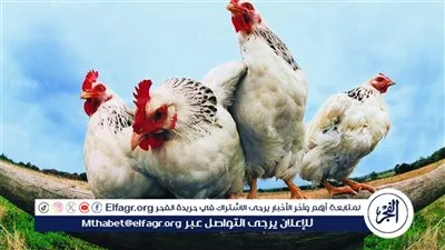 بكام الفراخ النهارده ؟.... اسعار الفراخ البيضا والبلدى اليوم الخميس 4 ديسمبر 2025 فى المنيا 