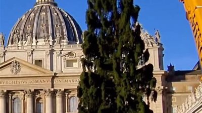 الفاتيكان يستعد لعيد الميلاد: نصب شجرة التنوب الضخمة وبدء العمل على مغارة ساحة القديس بطرس