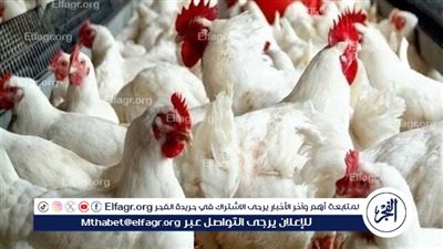 اسعار الدواجن اليوم السبت 6ديسمبر 2025 فى المنيا