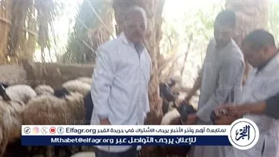 بيطري المنيا: تحصين 215 ألف رأس ماشية ضمن الحملة القومية ضد الحمى القلاعية وحمى الوادي المتصدع