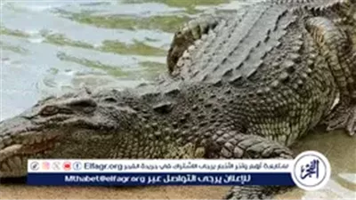 ظهور تماسيح في الشرقية.. 4 حالات تلزم حائزي الحيوانات الخطرة بإخطار السلطات فورًا