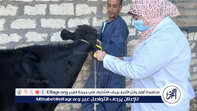 تحصين أكثر من 124 ألف رأس ماشية ضد الحمى القلاعية فى أسيوط 