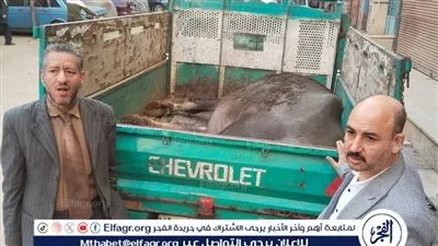 محافظ المنيا يشدد على الرقابة على أسواق اللحوم ويؤكد: لا تهاون مع الذبح خارج المجازر