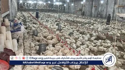 الفيوم: تحصين أكثر من ١٧١ ألف رأس ماشية ضد مرضي الحمى القلاعية وحمى الوادي المتصدع