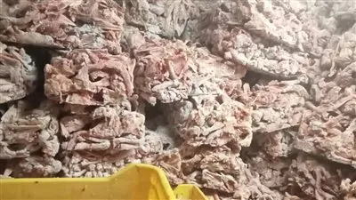 محافظة الجيزة تضبط 45 طن دواجن ولحوم فاسدة ومذبوحة خارج المجازر ومصنعاتهم