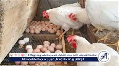 بورصة الدواجن.. تعرف على أسعار الدواجن اليوم السبت فى سوهاج