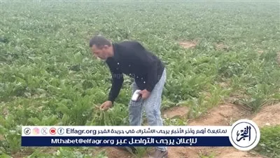 زراعة الإسماعيلية تنفذ مرورًا ميدانيًا على زراعات بنجر السكر ضمن خطة تحسين الإنتاج الزراعي