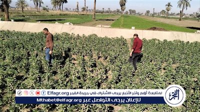 محافظ أسيوط: تكثيف المتابعة الميدانية للمحاصيل الشتوية وتقديم الدعم الفني الكامل للمزارعين