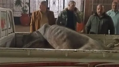 ضبط جزار ذبح ماشية نافقة خارج المجزر بمدينة الشهداء بالمنوفية 