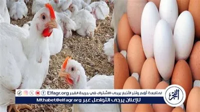 أسعار الفراخ والبيض اليوم الخميس 18-12-2025 في الأقصر