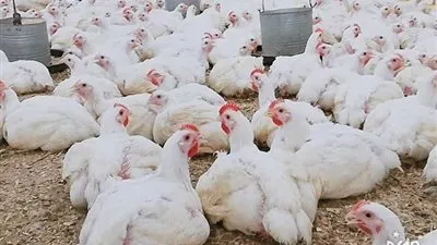 بورصة الدواجن مرتفعة.... وأسعار الفراخ والبط والحمام على خريطة جديدة في الإسكندرية 