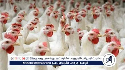 أسعار الدواجن اليوم الأربعاء في محافظة الغربية