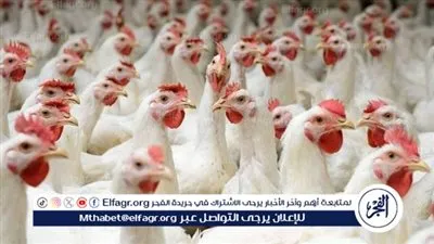 أسعار الدواجن اليوم الخميس في أسواق محافظة الغربية