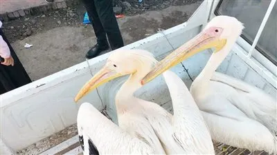 البيئة تصادر طيور البجع من سوق السمك بالإسماعيلية