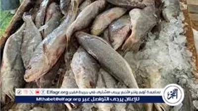 أسواق الأسماك بمحافظة أسوان، اليوم الجمعة 26 ديسمبر 2025