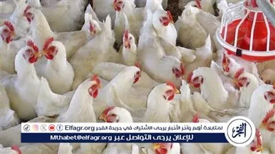 أسعار الدواجن اليوم الأحد في محافظة الغربية