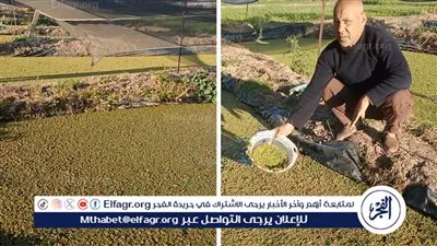 بربع ثمن الأعلاف وفائدته مضاعفة للأسماك والطيور.. شاهد طريقة زراعة نبات الأزولا في البحيرة (فيديو)