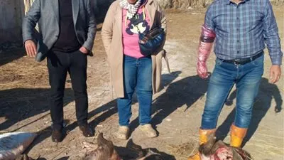 ضبط 150 كيلو لحوم وأحشاء غير صالحة للاستهلاك الآدمي ببنها