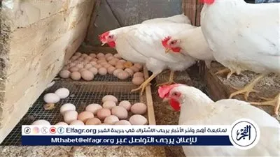 أسعار الفراخ والبيض اليوم الجمعة 2-1-2026 في الأقصر