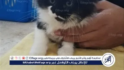 بيطري الإسماعيلية يواصل مجهوداته في تقديم الرعاية البيطرية المتكاملة للحيوانات الأليفة