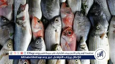 تعرفى على أسعار الأسماك اليوم لأحد الموافق 11-1-2026 فى سوهاج