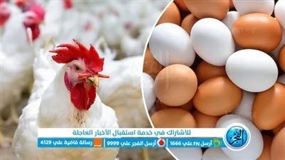 أسعار البيض اليوم الإثنين في محافظة الغربية