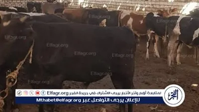 محافظ الفيوم يتابع أعمال الحملة القومية الإستثنائية للتحصين ضد مرض الحمى القلاعية