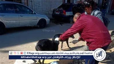بيطرى سوهاج: ينفذ حملة لتحصين كلاب الشوارع ضد مرض السعار
