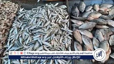 أسعار السمك اليوم الثلاثاء 13-1-2026 في محافظة قنا