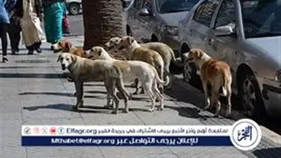 عاجل- القاهرة تطلق أول مشروع حضاري لإيواء وتحصين الكلاب الضالة وتعزيز السلامة العامة