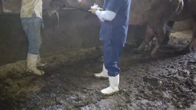 تحصين 10 آلاف رأس ماشية في أول أيام الحملة القومية الاستثنائية ضد الحمى القلاعية والوادي المتصدع بالدقهلية