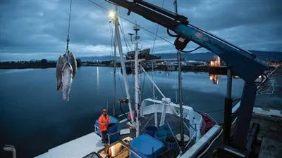 ورشة عمل لتعزيز إدارة مصايد الأسماك بعروس البحر المتوسط