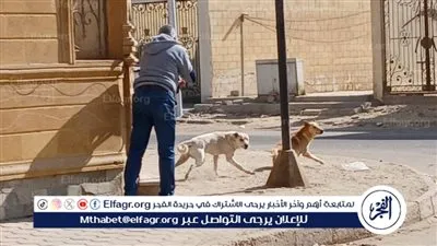 الطب البيطري تبدأ حملة مكبرة لتحصين كلاب الشوارع مرض مرض السُعار ببني سويف