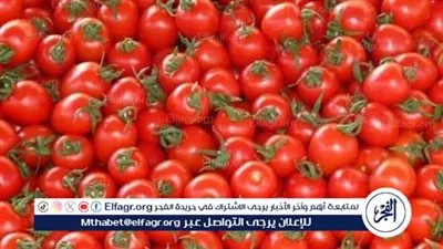 متحدث الزراعة: صادراتنا الزراعية تصل إلى 170 دولة.. ونحقق طفرة في أوروبا