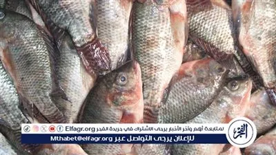 ارتفاع فى بعض الأصناف...تعرف على اسعار السمك اليوم الخميس 15يناير 2026 فى المنيا 