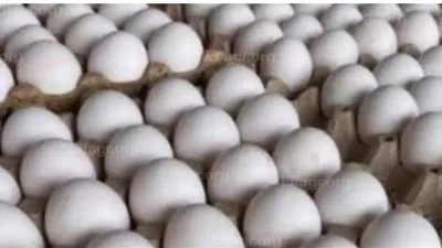 سعر كرتونة البيض الأحمر والأبيض والبلدى اليوم الخميس 15 يناير2026 فى الإسكندرية