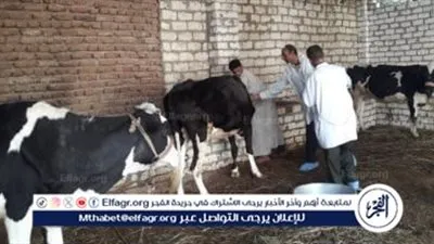 تحصين 51 ألف رأس ماشية ضد الحمى القلاعية بالغربية