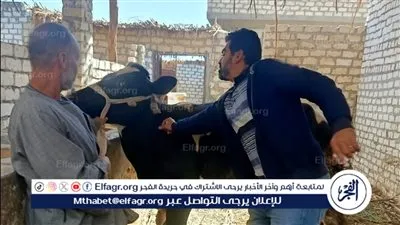 تحصين 8،687 رأس ماشية ضد الحمى القلاعية وحمى الوادي المتصدع فى أسيوط 