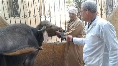 الدقهلية:تحصين 50 ألف رأس ماشية في الحملة القومية الاستثنائية ضد الحمى القلاعية والوادي المتصدع