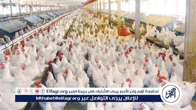 أسعار الفراخ والبيض اليوم الأثنين 19-1-2026 في الأقصر