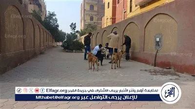 الطب البيطري: تحصين 24 من كلاب الشوارع ضد مرض السعار ببني سويف