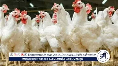 اسعار الفراخ البيضا والساسو اليوم الثلاثاء 20يناير 2026 فى المنيا 