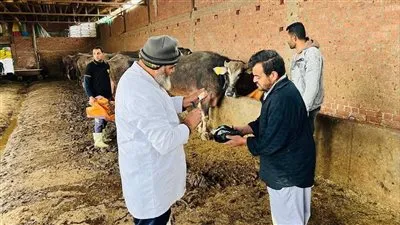 الزراعة: تحصين 1.2 مليون رأس ماشية ضد الحمى القلاعية وتكثيف حملات مكافحة السعار بالمحافظات