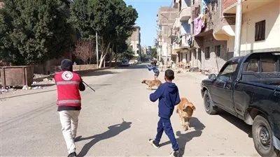 بيطري قنا: تحصين 38 كلبًا ضالًا بنطاق مستشفى الحميات بالبندر