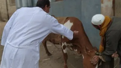 خلال 3 أسابيع..تحصين 90 ألف رأس ماشية ضد الحمى القلاعية بالجيزة