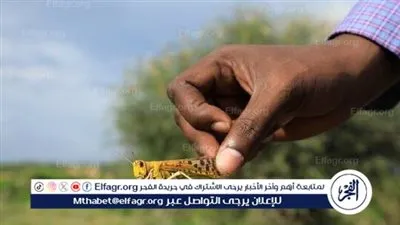 عاجل- الزراعة تنفي ظهور الجراد الصحراوي في بئر العبد بسيناء وتؤكد: الوضع تحت السيطرة