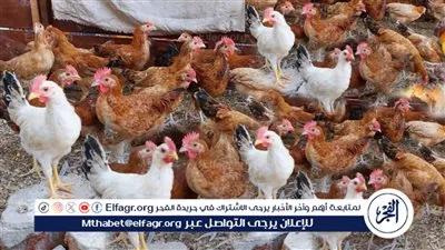 اسعار الفراخ البيضا والبلدى والساسو اليوم الأربعاء 28يناير 2026 فى اسواق المنيا 